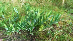 Polygonatum