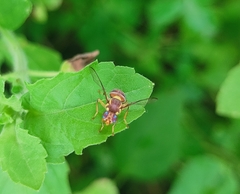 Bactrocera