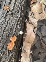 Trametes lactinea