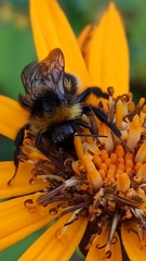Bombus bohemicus