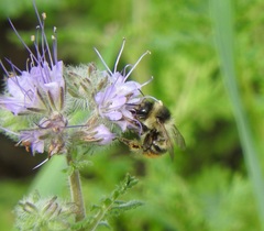 Bombus sylvarum
