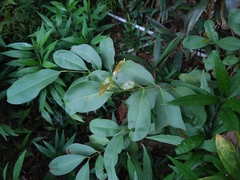 Syzygium cumini