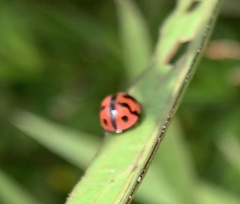 Cheilomenes sexmaculata