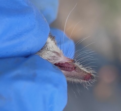 Sorex minutus