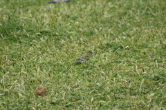 Psephotus haematonotus
