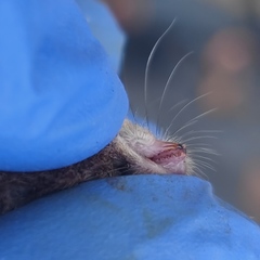 Sorex minutus