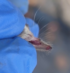 Sorex minutus