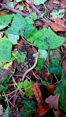 Anguis fragilis
