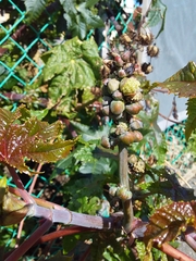 Ricinus communis