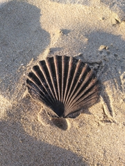 Pecten jacobaeus