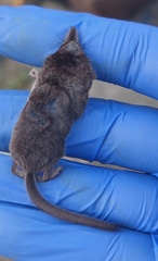 Sorex minutus
