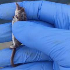 Sorex minutus