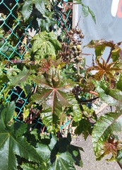 Ricinus communis