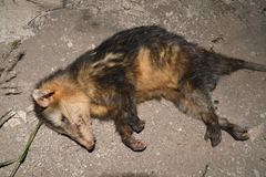 Didelphis marsupialis