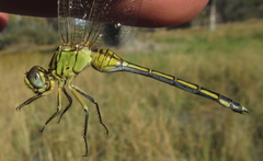 Orthetrum icteromelas