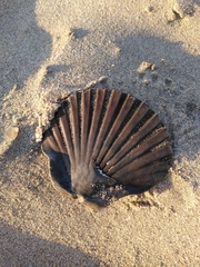 Pecten jacobaeus