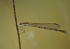 Sympecma fusca