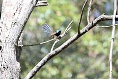 Malurus lamberti