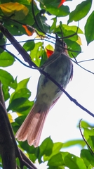 Hemixos castanonotus