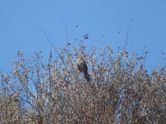 Melozone crissalis