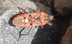 Spilostethus pandurus