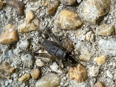 Velarifictorus micado