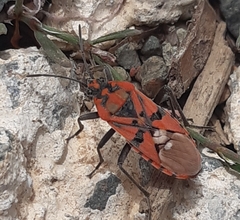 Spilostethus pandurus