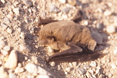 Pipistrellus