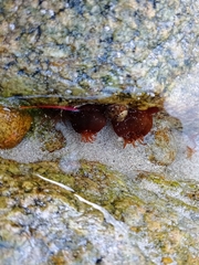 Actinia equina