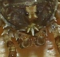 Lacinius dentiger