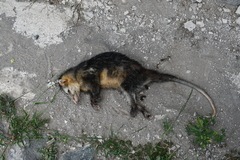 Didelphis marsupialis