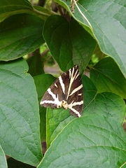 Euplagia quadripunctaria