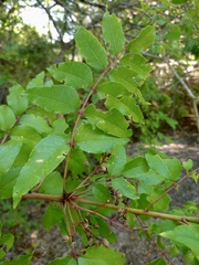 Zanthoxylum clava-herculis