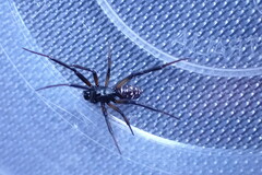Steatoda capensis
