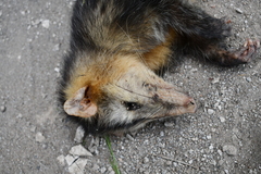 Didelphis marsupialis