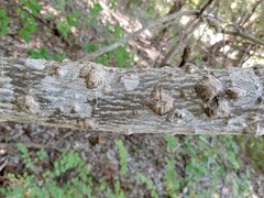 Zanthoxylum clava-herculis