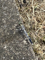 Orthetrum albistylum speciosum