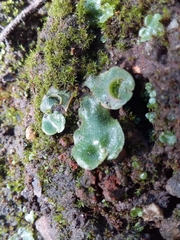 Lunularia cruciata