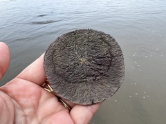 Dendraster excentricus