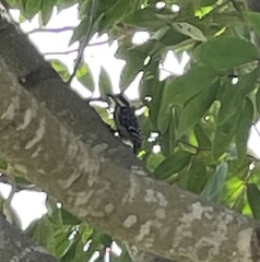 Yungipicus moluccensis