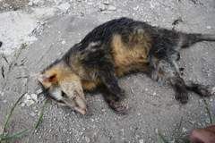 Didelphis marsupialis