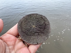 Dendraster excentricus