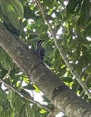 Yungipicus moluccensis