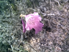 Gladiolus hirsutus