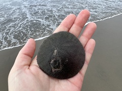 Dendraster excentricus