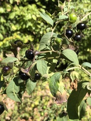 Atropa belladonna
