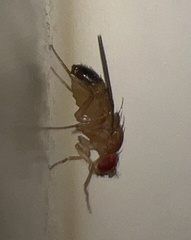 Drosophilidae