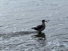 Larus heermanni