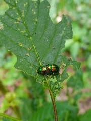 Chrysolina fastuosa