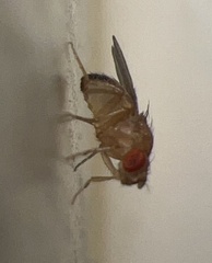 Drosophilidae